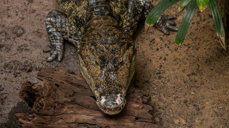 Planète (Angleterre/Europe) - Le zoo de Londres créé une image choc pour alerter les visiteurs sur le risque d’extinction du crocodile du Siam
