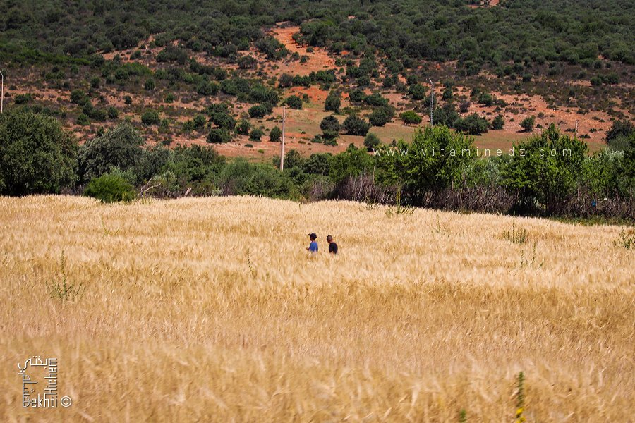 Henni prévoit une récolte record en matière de céréales