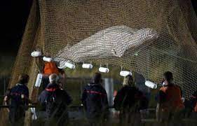 Planète (France/Europe) - Béluga dans la Seine: Après six heures d’efforts, l’animal a été sorti de l’eau