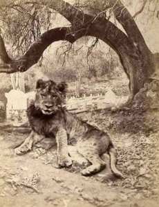 Les 3 grands fauves disparus d'Algérie .