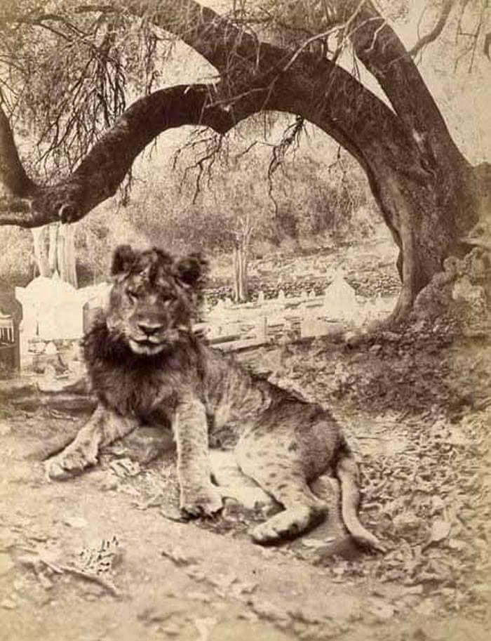 Les 3 grands fauves disparus d'Algérie .