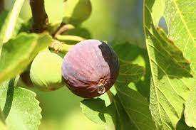 Algérie (Bouira) - Baisse considérable de la production de figues