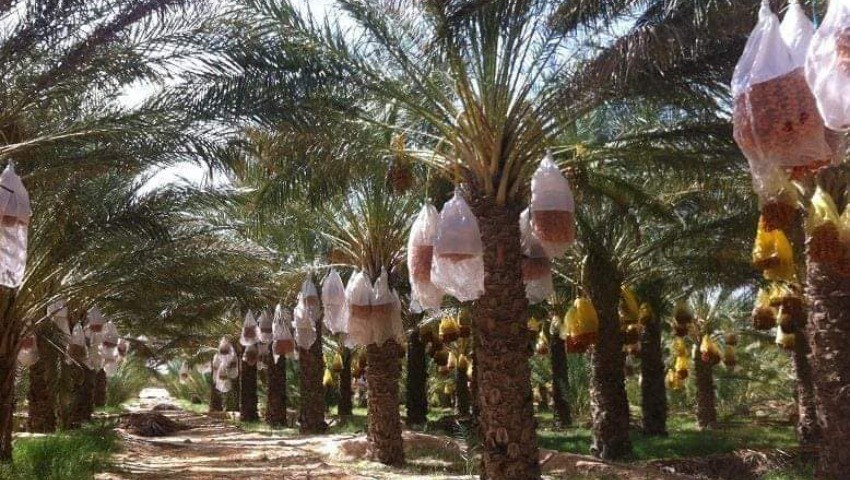 Cultures pour la production du sucre Les opportunités qu'offre le Sud