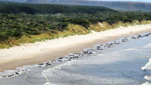 Planète (Océanie) - Cétacés: 230 dauphins-pilotes échoués en Australie, une scène  surréaliste  selon un témoin sur place