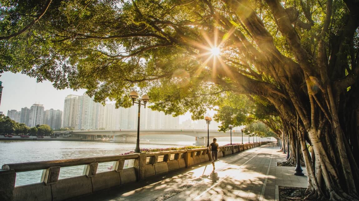 Planète - Comment le réchauffement climatique menace les arbres de nos villes