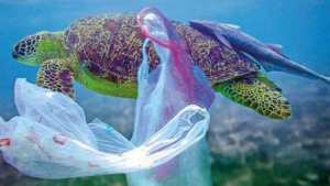 L’impact environnemental des microplastiques