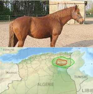 Les Zénètes, originaires des Aurès, sont les premiers à monter un cheval avec une selle et des étriers