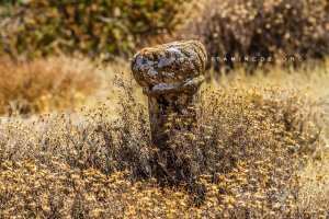 Relizane : Un riche patrimoine en ruine