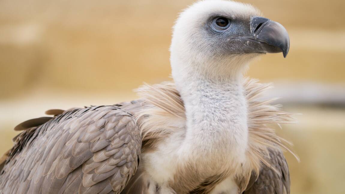 Planète (Europe) - Des vautours rares, nettoyeurs de la nature, de retour à Chypre