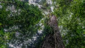 Planète (Brésil/Amérique du Sud) - Le plus grand arbre d'Amazonie a été atteint pour la première fois par des scientifiques