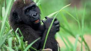 Planète - Près de 70 % des effectifs d'animaux sauvages ont disparu depuis 1970, selon le WWF