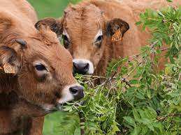 Planète (France/Europe) - Dans l'Aubrac, le frêne est le péché mignon des vaches, et une  assurance sécheresse