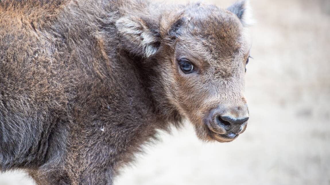 Planète (Europe) - Naissance surprise du premier bison sauvage au Royaume-Uni depuis des millénaires