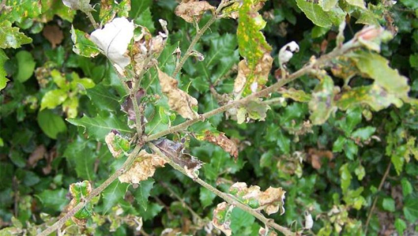 Algérie (Jijel) -  Dépérissement de chêne liège et de chêne zéen:  Une commission d’experts pour examiner la situation