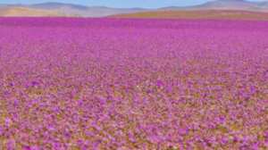Planète (Chili/Amérique du Sud) - Le désert de l'Atacama a fleuri de façon inattendue, accélérant le mouvement pour sa protection