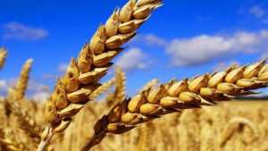 Impact du changement climatique sur le rendement du blé dur et apport palliatif des techniques membranaires