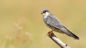 Planète (Asie) - Les armes à feu interdites dans plusieurs régions d'Inde pour protéger des rapaces menacés