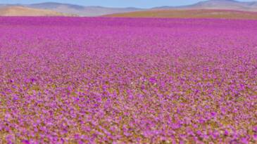 Planète (Chili/Amérique du Sud) - Le désert de l'Atacama a fleuri de façon inattendue, accélérant le mouvement pour sa protection