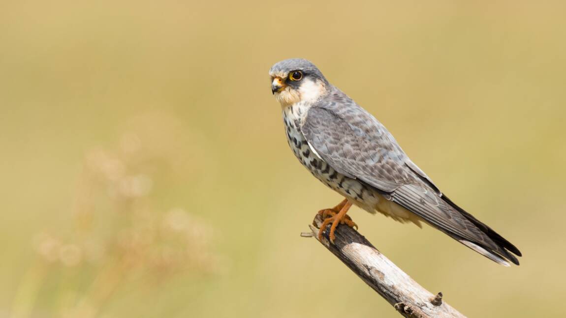 Planète (Asie) - Les armes à feu interdites dans plusieurs régions d'Inde pour protéger des rapaces menacés