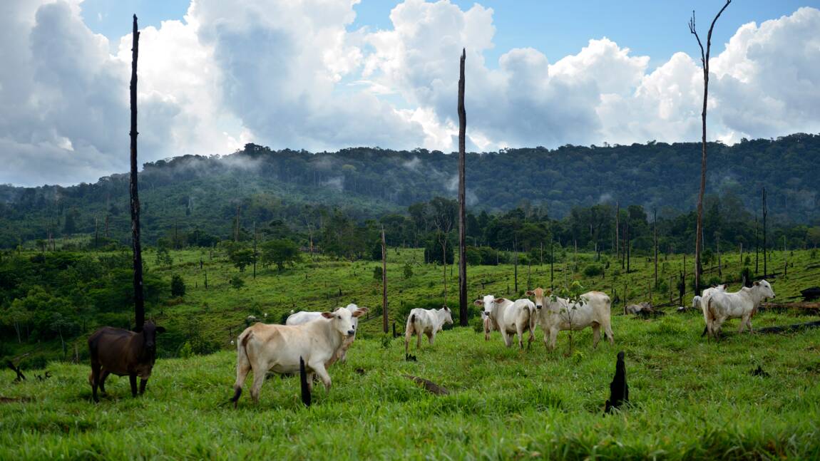 Planète (Amérique du Sud) - Brésil: Le président élu Lula face à la dure mission de sauver la forêt amazonienne