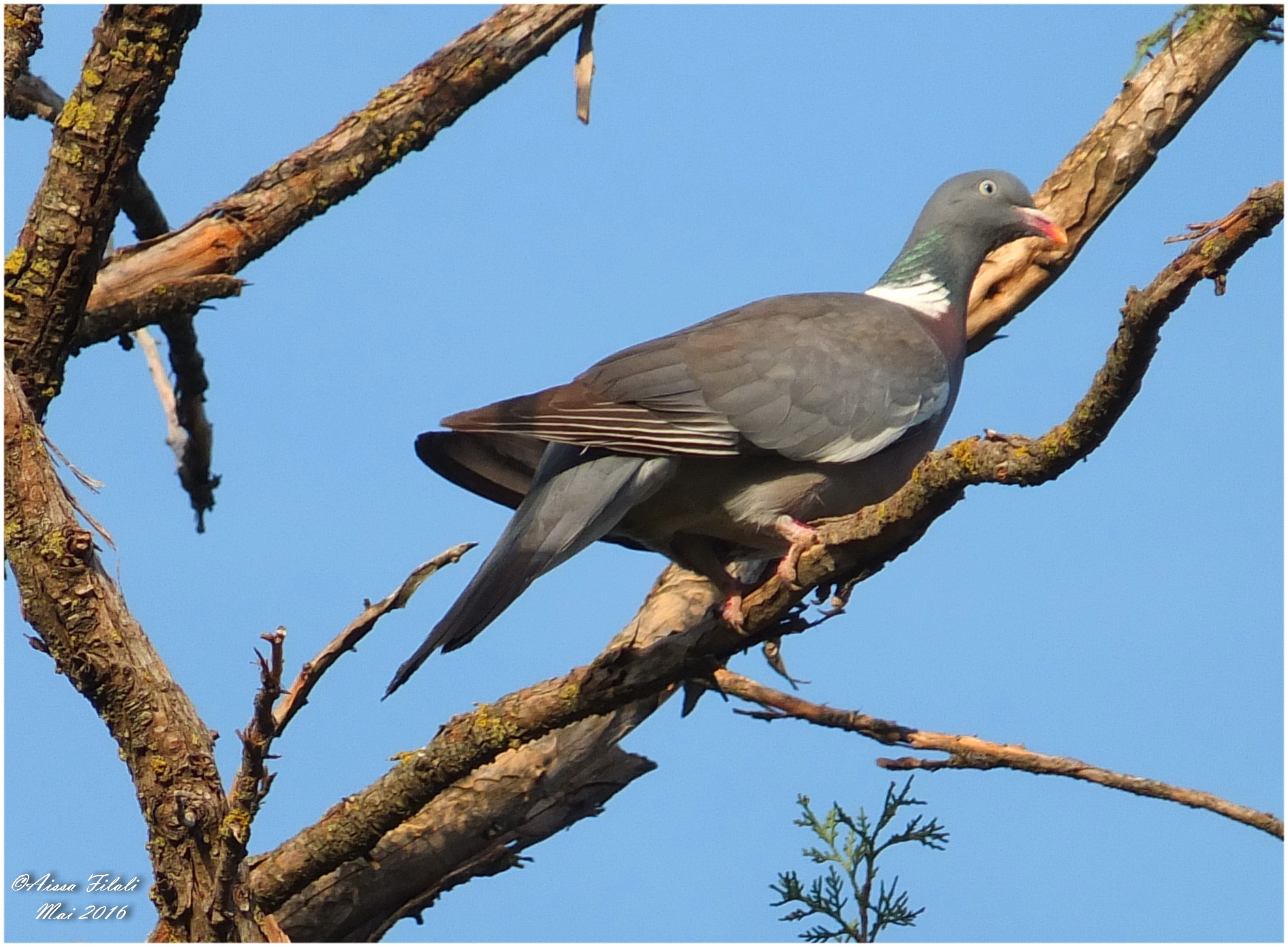 Constantine (Algérie) – Le pigeon Ramier à Djenane Dardar Qacentina investit les lieux et s’approprie les olives en venant en grand nombre