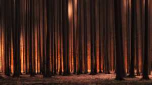 Planète (Europe) - 'L'arbre qui gâche la forêt': en Allemagne, haro sur les monocultures de pins vulnérables aux incendies