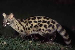 Planète (France/Europe) - La genette, cette étrange créature venue d'Afrique, filmée en Lozère