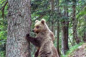 Planète (Europe) - Ours dans les Pyrénées: le suivi de l'animal évolue avec des images d'une qualité de plus en plus remarquable