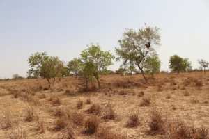 Planète (Afrique) - Au Sénégal, le mirage de la «Grande muraille verte»