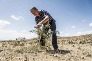 Planète (Niger/Afrique) - Tony Rinaudo, l’agronome qui fait repousser les arbres du Sahel