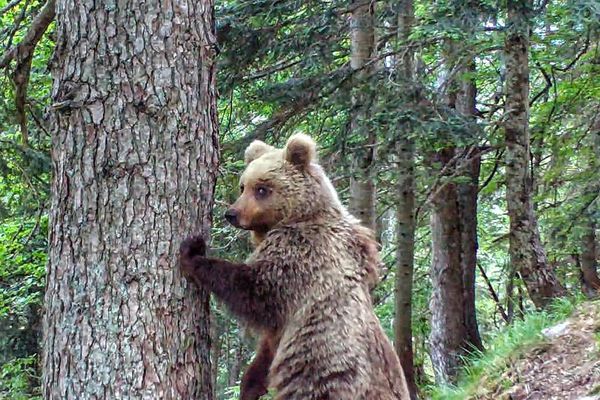 Planète (Europe) - Ours dans les Pyrénées: le suivi de l'animal évolue avec des images d'une qualité de plus en plus remarquable