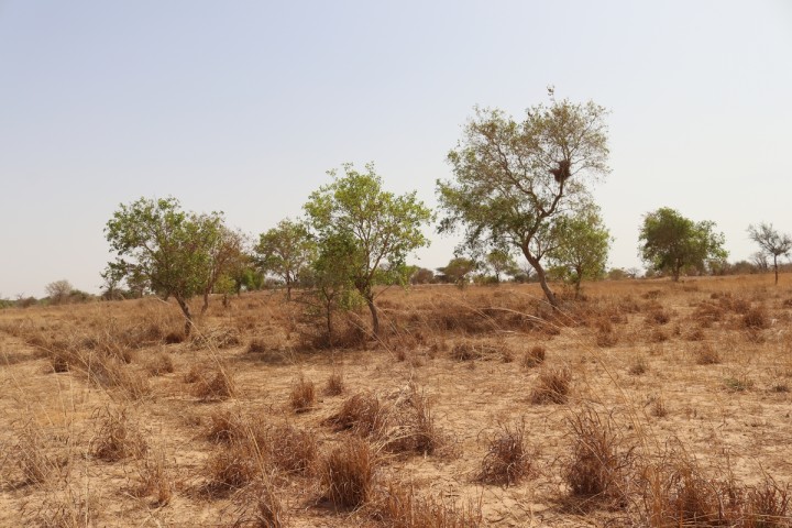 Planète (Afrique) - Au Sénégal, le mirage de la «Grande muraille verte»