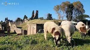 Planète (Italie/Europe) - Des moutons envoyés à Pompéi pour en être les nouveaux jardiniers