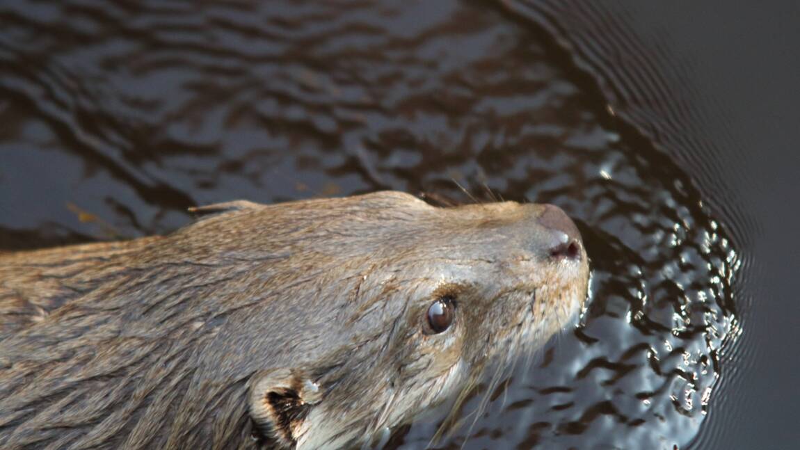 Planète (Amérique du Sud) - Plusieurs décennies après sa disparition, la loutre géante fait sa réapparition en Argentine