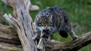 Planète (Europe) - Angleterre: des chats sauvages pourraient être réintroduits pour la première fois depuis plusieurs siècles