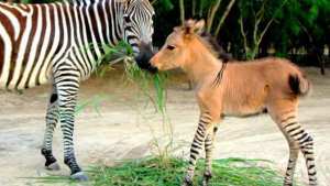 Planète - La triste vérité sur les animaux hybrides