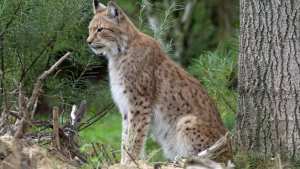 Planète - Comment les projets routiers menacent les grands prédateurs du monde entier