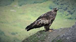 Planète (Europe) - Le succès de la réintroduction des aigles royaux en Ecosse