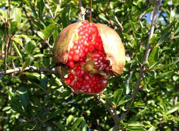 Messaad (Djelfa) -  La grenade de Messaàd, une marque déposée