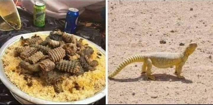 فوائد لحم الضب