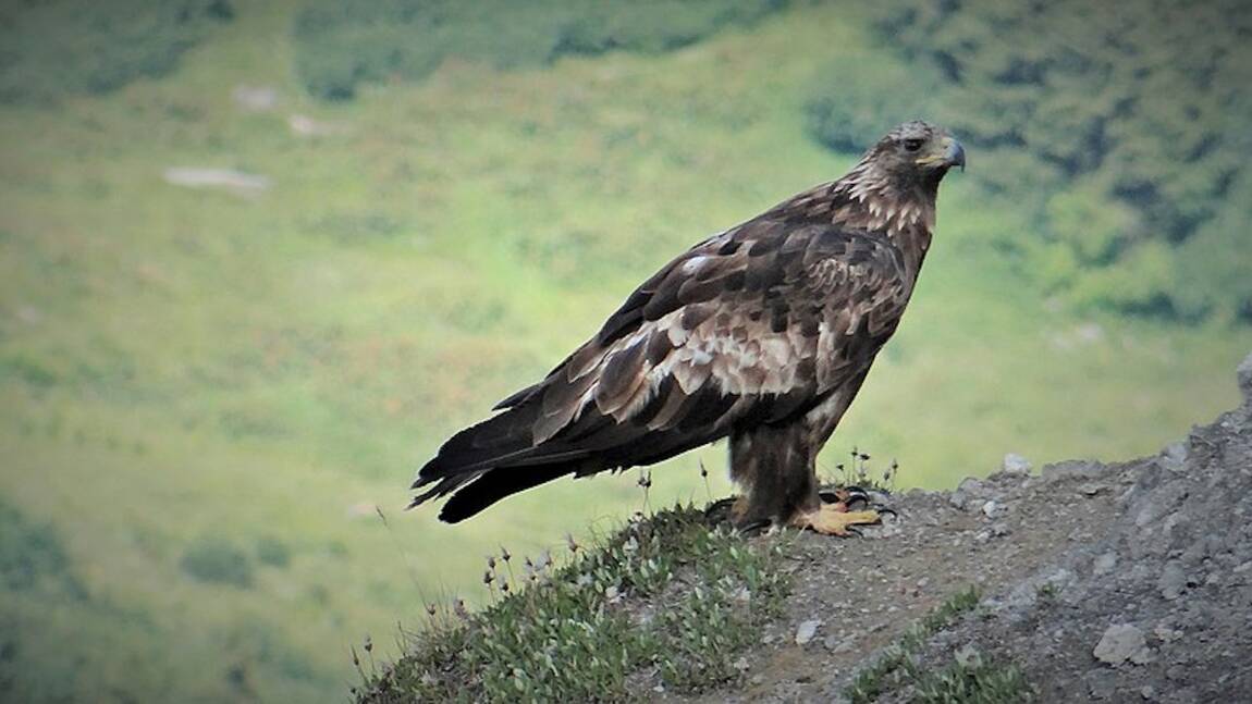 Planète (Europe) - Le succès de la réintroduction des aigles royaux en Ecosse
