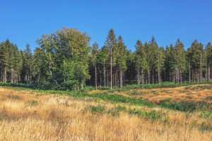Planète (Europe) - Favorisés par le changement climatique, les scolytes attaquent la forêt boréale