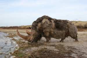 Planète (Russie/Asie) - Sibérie: la fonte du permafrost révèle un rhinocéros laineux très bien préservé, vieux d'au moins 20.000 ans