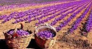 Chellala (El-Bayadh) -  La première safranière de l'Ouest