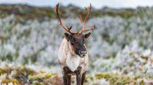 Planète (Canada/Amérique du Nord) - COP15 biodiversité: au Québec, le caribou forestier tué à petit feu par l'industrie du bois