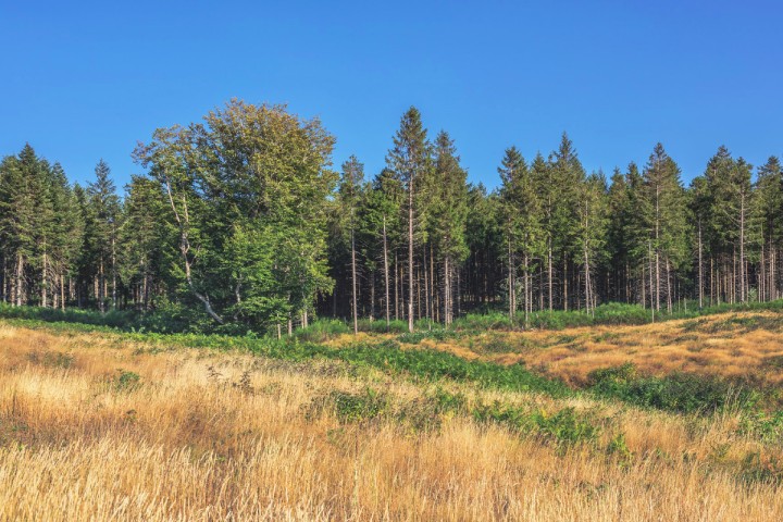 Planète (Europe) - Favorisés par le changement climatique, les scolytes attaquent la forêt boréale