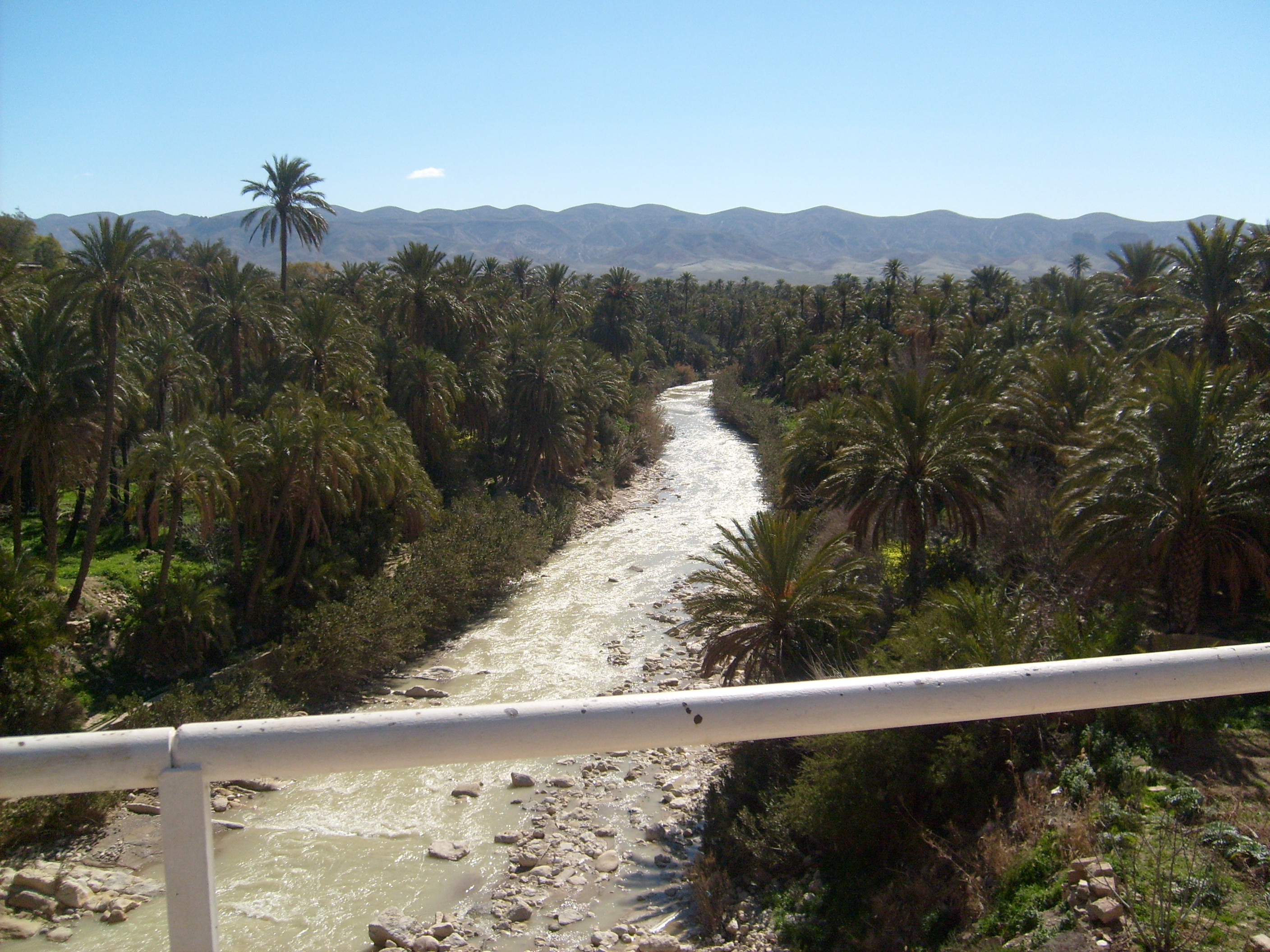 La palmeraie d'El-Kantara (Wilaya de Biskra)