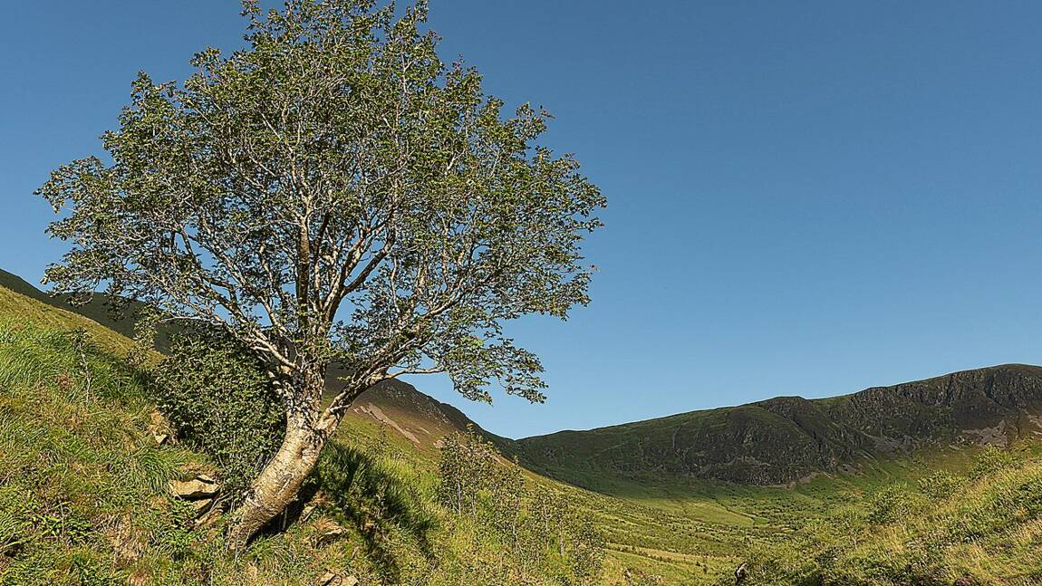 Planète (Ecosse/Europe) -  Une vallée écossaise se transforme totalement grâce au réensauvagement