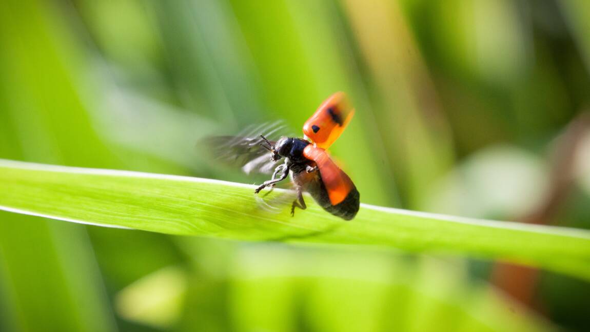 Planète (Europe) - Deux tiers des insectes volants ont disparu: le résultat glaçant d'une étude de science participative au Royaume-Uni