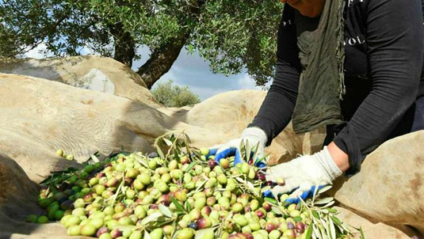 Alors qu’elle subit de plein fouet les changements climatiques La filière oléicole s’organise à Bouira
